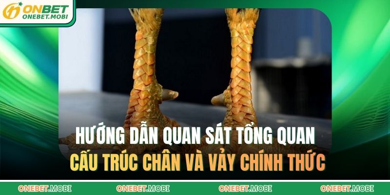 Hướng dẫn quan sát tổng quan cấu trúc chân và vảy chính thức