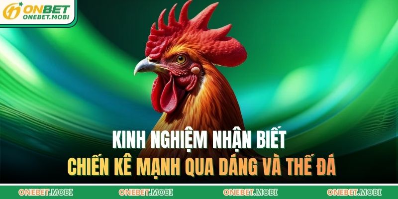 Kinh nghiệm nhận biết chiến kê mạnh qua dáng và thế đá