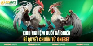 Kinh nghiệm nuôi gà chiến