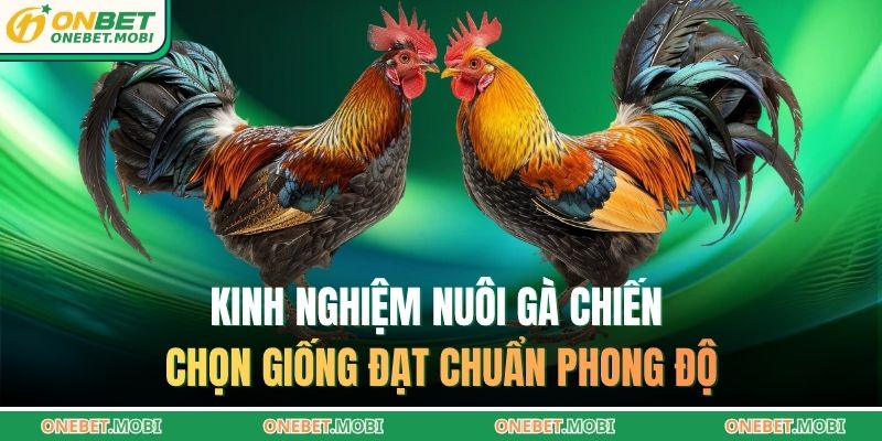 Kinh nghiệm nuôi gà chiến – Bí quyết chuẩn từ ONEBET 2 Kinh nghiệm nuôi gà chiến chọn giống đạt chuẩn phong độ