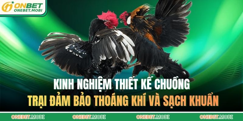 Kinh nghiệm nuôi gà chiến – Bí quyết chuẩn từ ONEBET 3 Kinh nghiệm thiết kế chuồng trại đảm bảo thoáng khí và sạch khuẩn