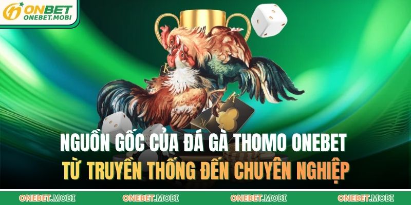 Nguồn gốc của đá gà Thomo ONEBET từ truyền thống đến chuyên nghiệp