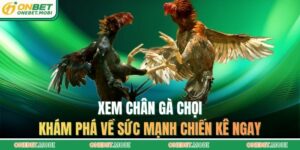 Xem chân gà chọi