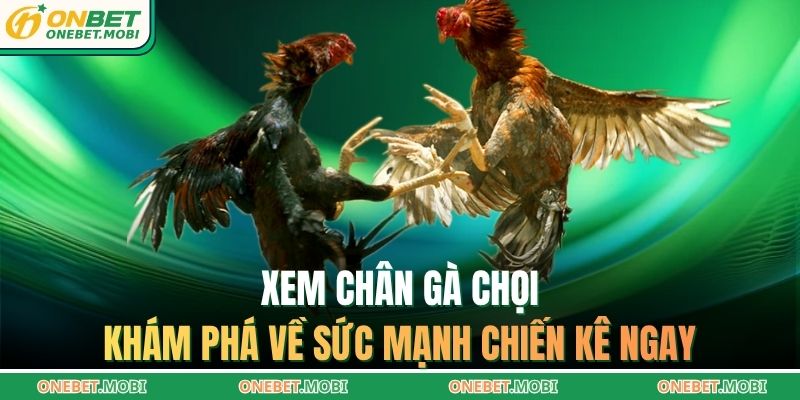 Xem chân gà chọi